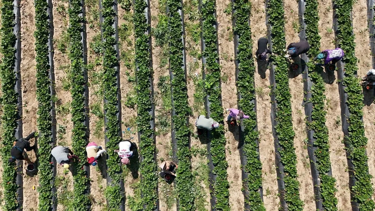 Bursa Kurşunlu çileği kırmızı elmas olarak tanınıyor