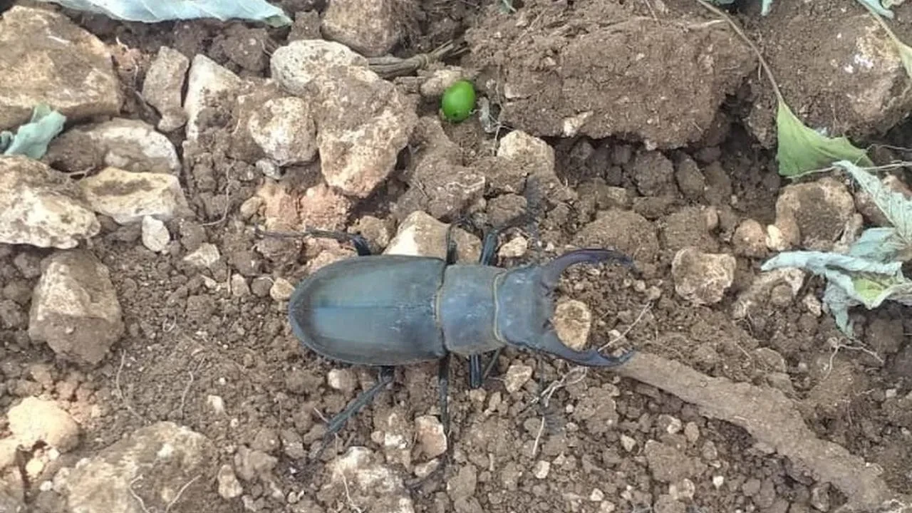 Nesli tükenen geyik böceği Denizli Güneyde görüldü