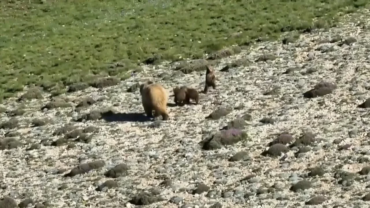 Erzincan yaylasında ayı ailesi drone ile keşfedildi