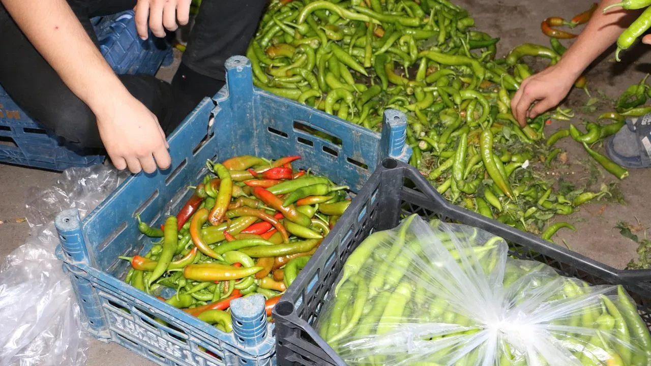 Diyarbakır sebze halinde aşırı sıcaklar ürünleri çürüttü