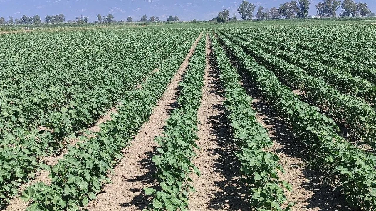Didim pamuk tarlalarında zararlı böcekler kontrol edildi