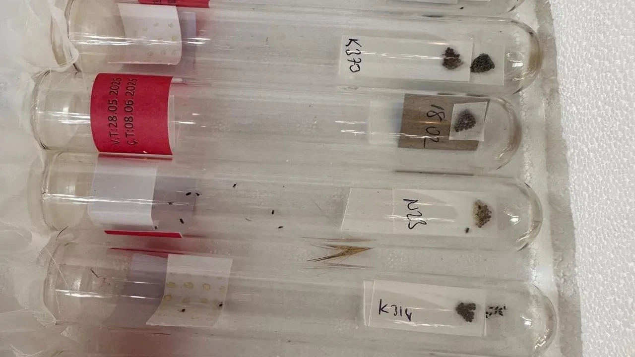 Çanakkale kokarcalarına karşı samuray arıları göreve başladı