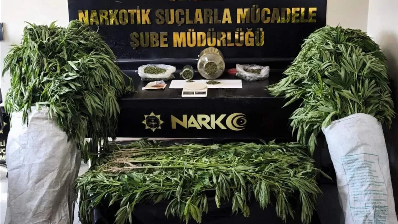 Denizlide bahçede yetiştirilen 290 kök kenevir yakalandı