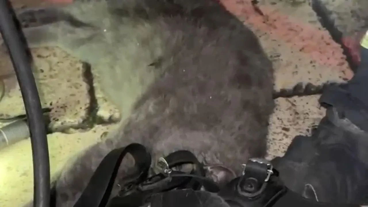 Kastomonuda itfaiye ekipleri dumandan bayılan kediyi kurtardı