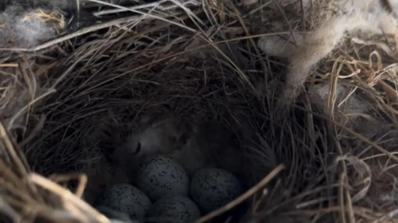Artvinde ekskavatör operatörü kuş yuvası için durdu