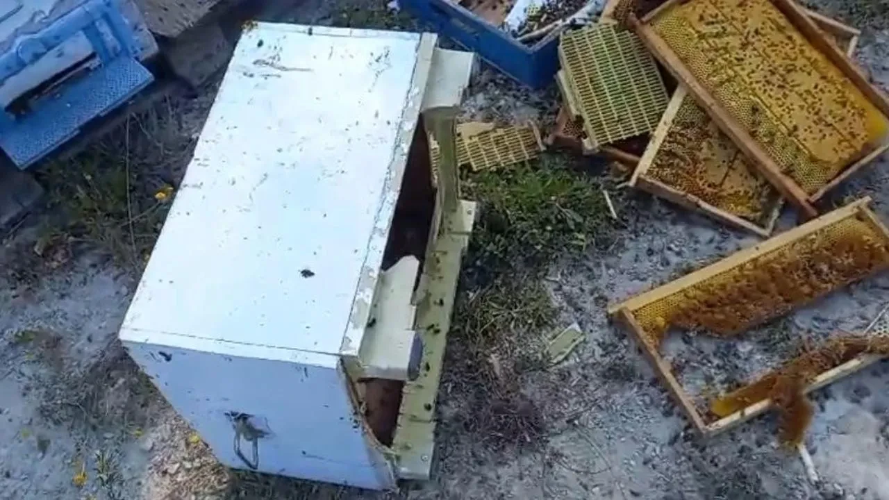 Boluda aç ayı arı kovanlarını parçaladı