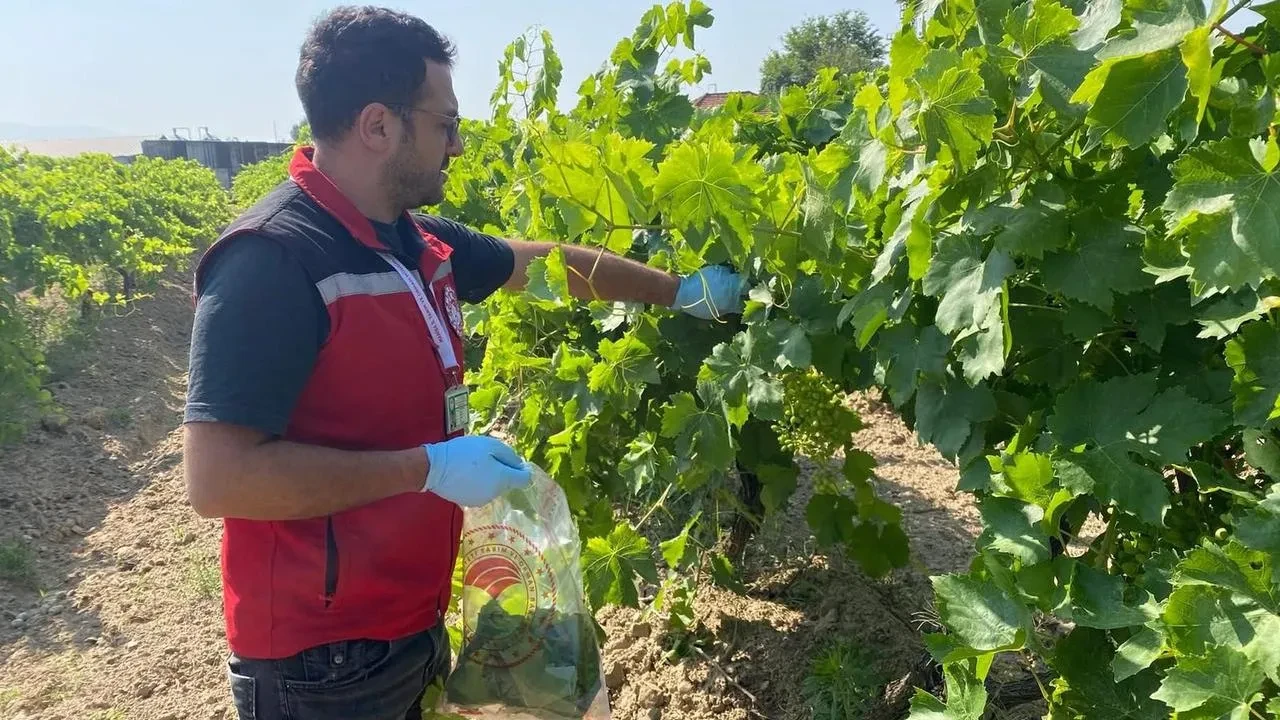 Sarıgöl üzüm bağlarında pestisit denetimleri başladı
