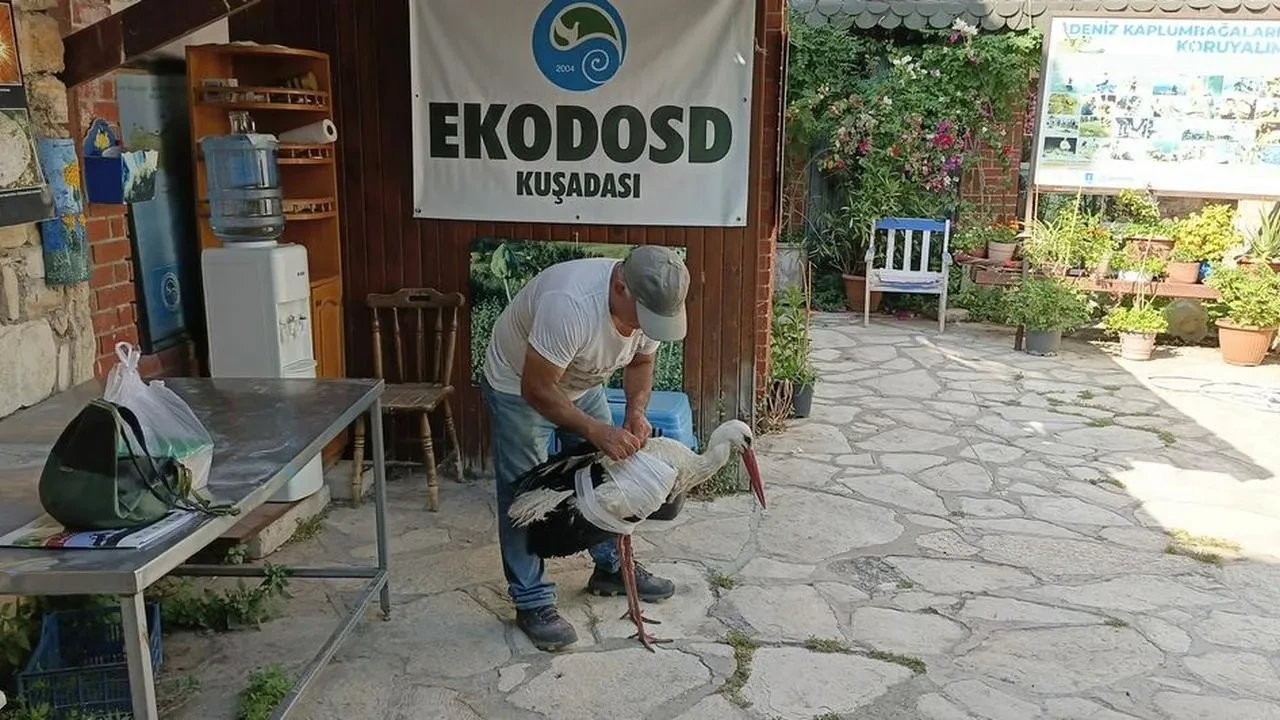 Yaralı leylek Söke Kisir Mahallesinde kurtarıldı
