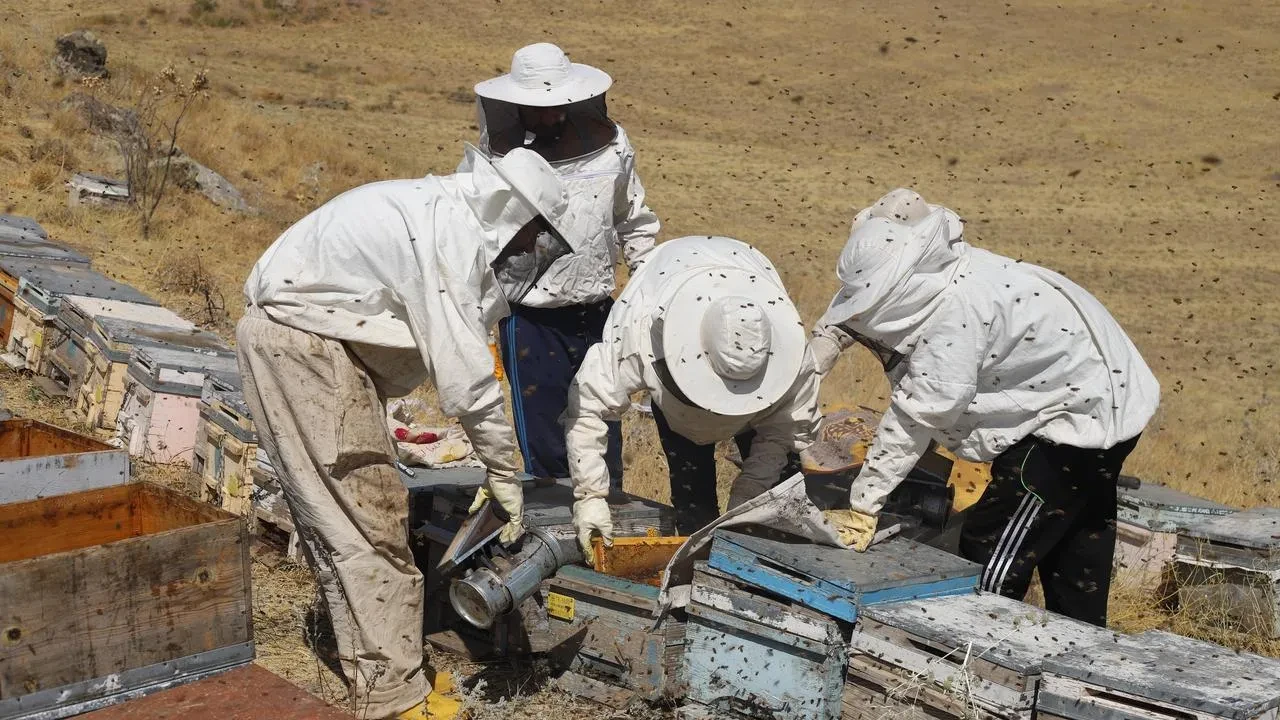 Bayburt yaylalarında arıcıların doğal bal üretimini keşfedin