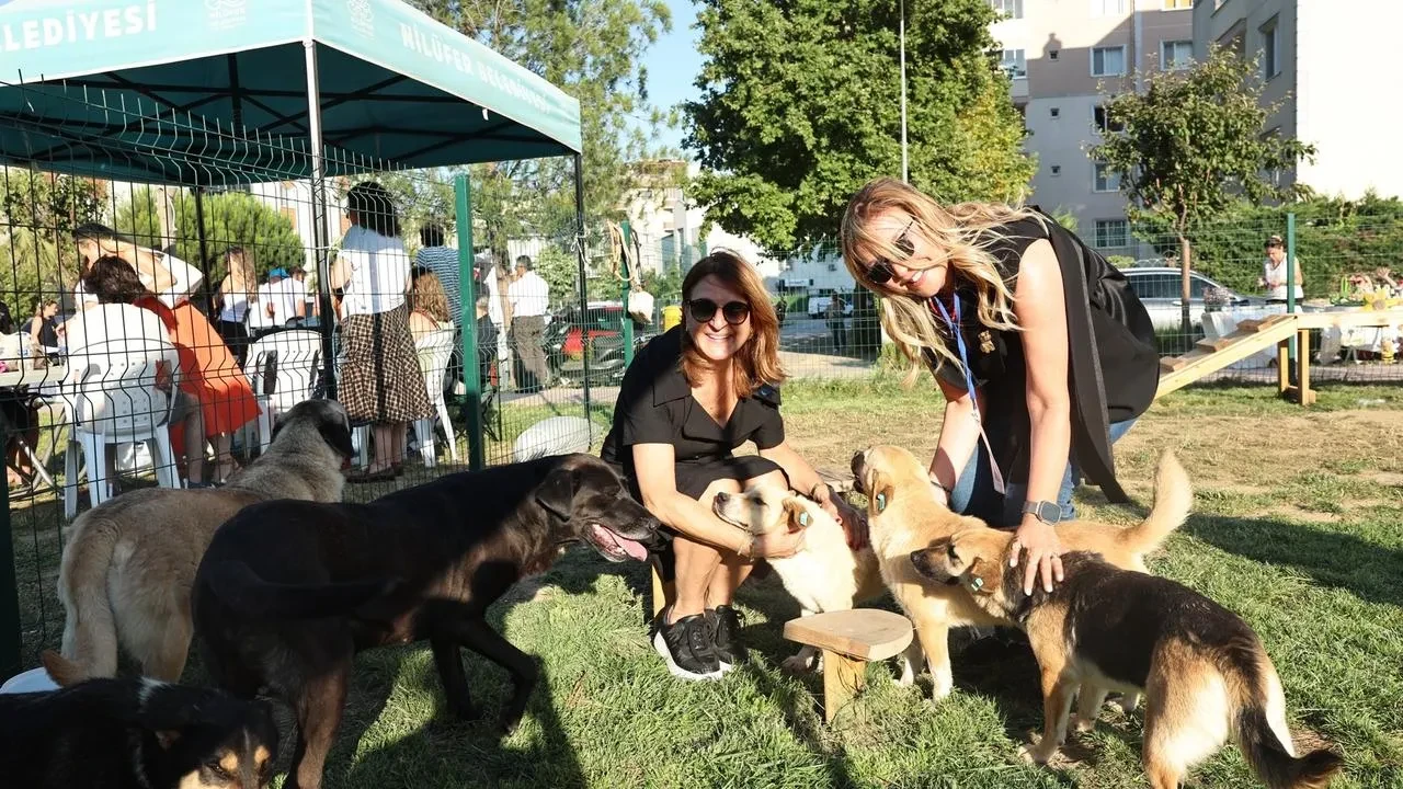 Nilüfer Belediyesi sokak hayvanlarını yeni yuvalarına kavuşturdu