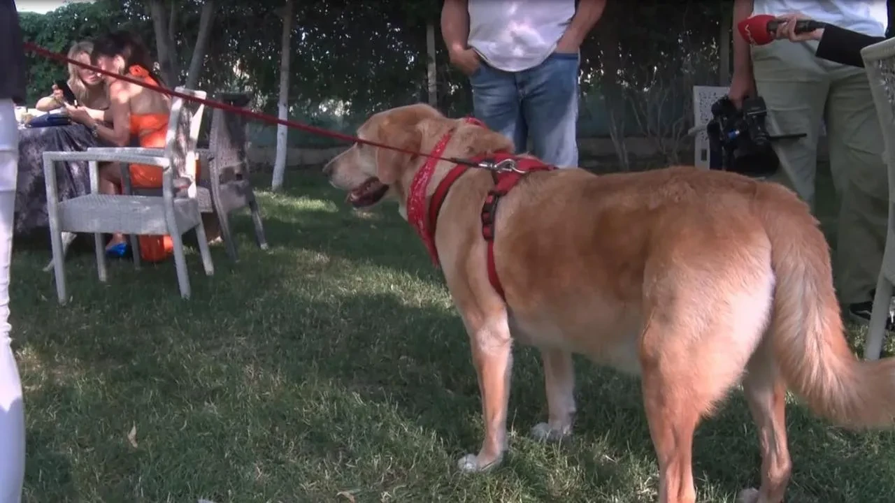 Engelli hayvanlar Eymir Gölünde defile yaptı