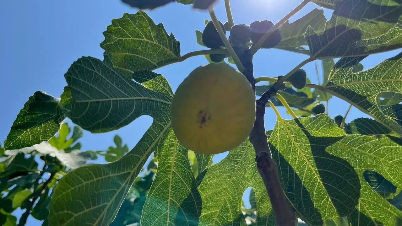 Aydın ve İzmir incir hasadı yeni sezonda başladı