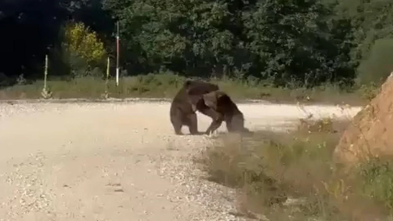 Gemlik yolundaki ayılar güreş yaparken uçurumdan düştü