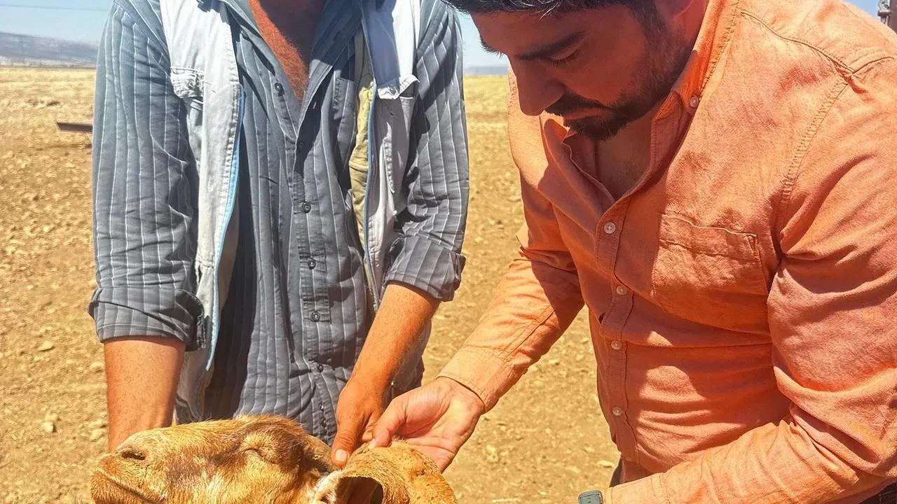 Gaziantep Araban kene tehlikesine karşı önlemler alınıyor