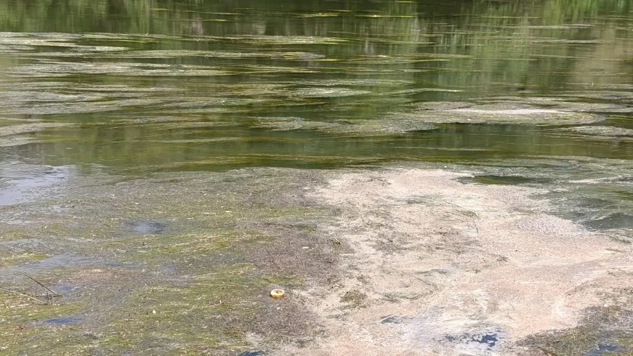 Kars Çayı yeşil örtüyle tamamen kaplandı