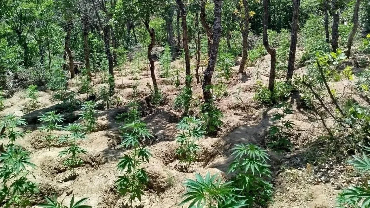 Bingöl kırsalında 6 bin kenevir bitkisi yakalandı