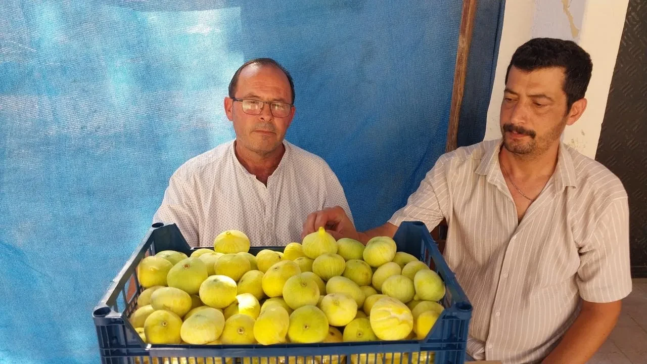 Mut Beyaz İnciri Altın Yılını Mersin’de Kutluyor