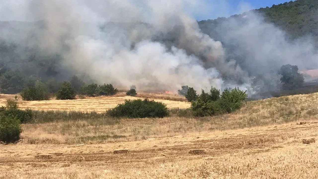 Yenişehirde buğday tarlası yangını ormana yayıldı