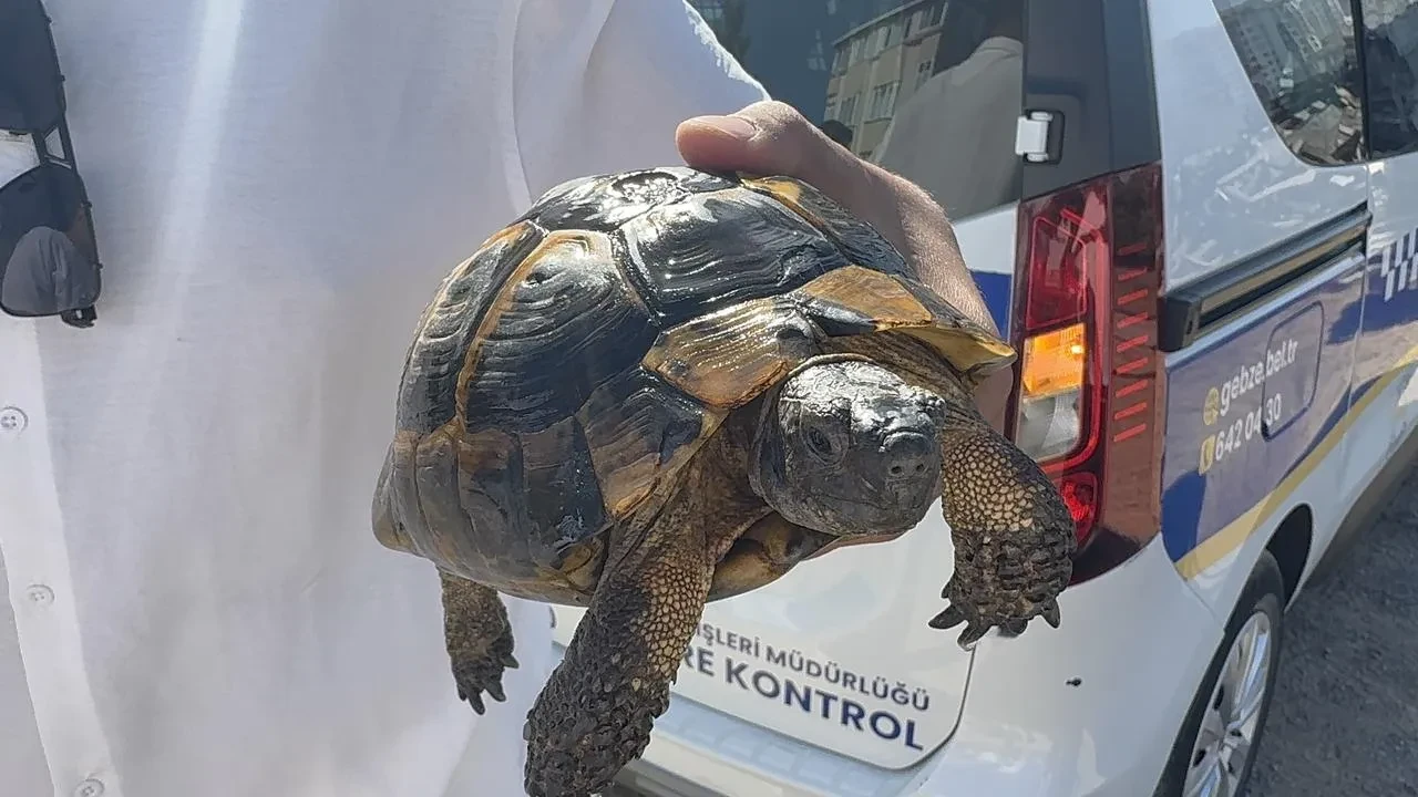 Gebze Şekerpınar Mahallesinde yangın kaplumbağayı tehdit etti