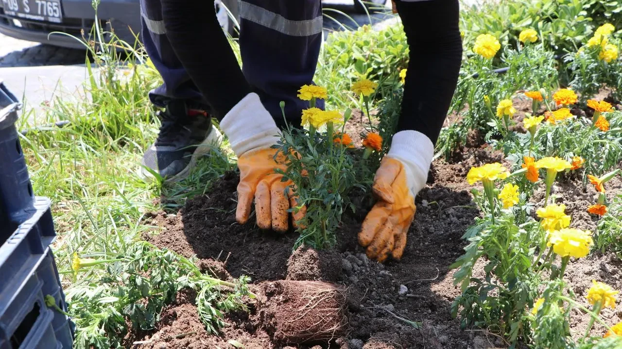 Söke Belediyesi ilçeyi çiçeklerle donatarak kent estetiğini güçlendiriyor