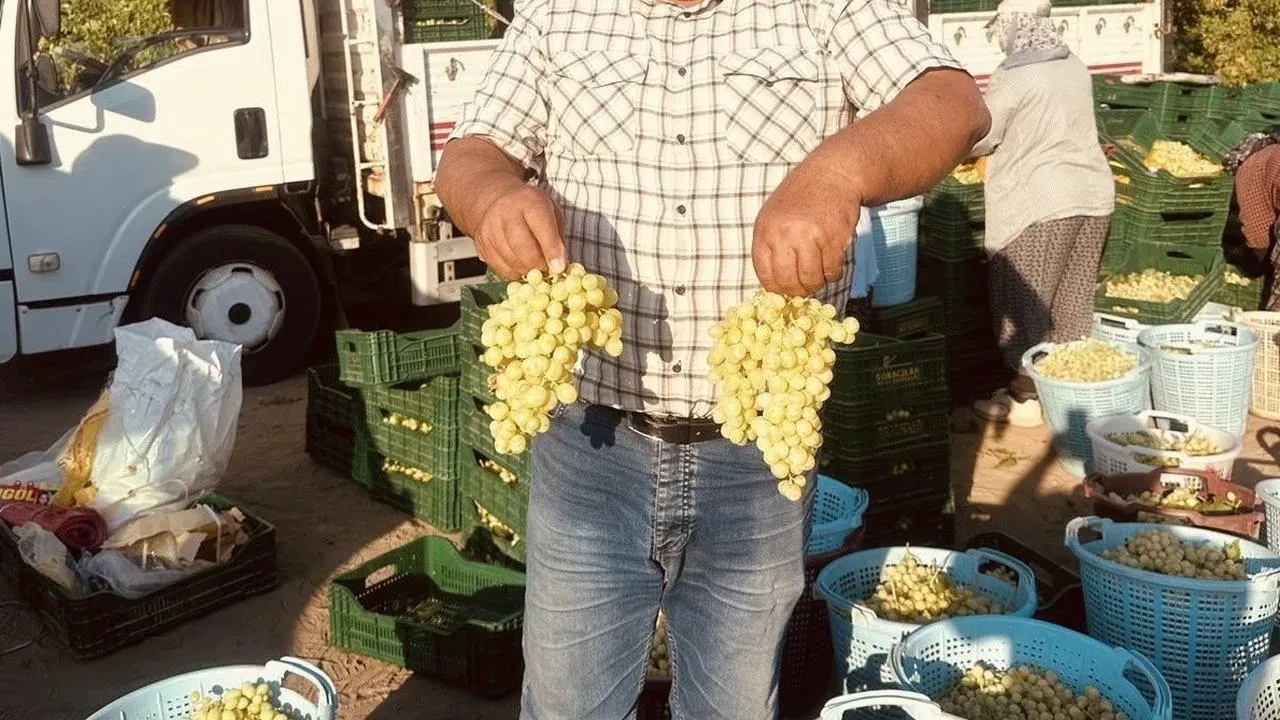 Sarıgöl’de erkenci Superior Seedless ve Trakya İlkeren üzüm hasadı başladı.