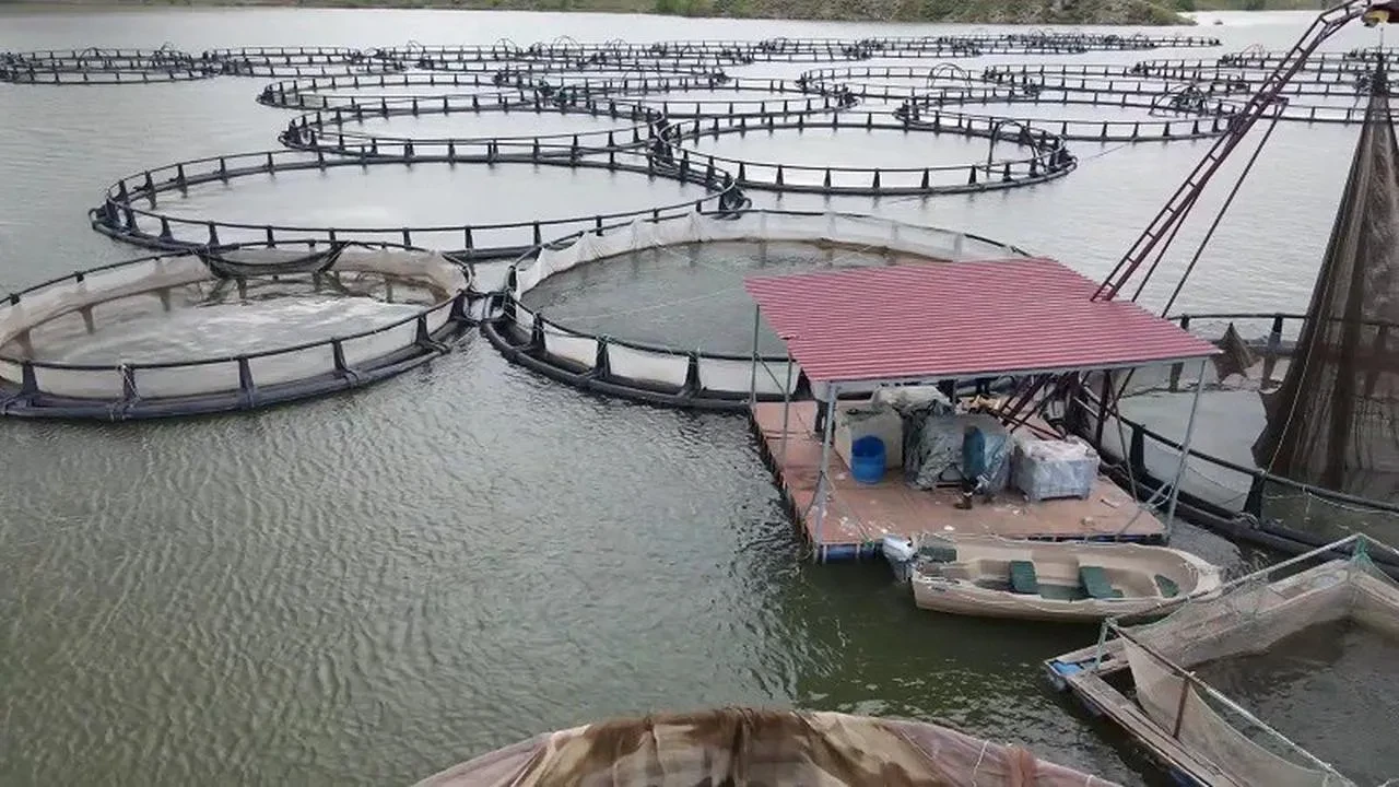 Erzincan’da Tercan Baraj Gölü’nde Kültür Balıkçılığı Hızla Gelişiyor
