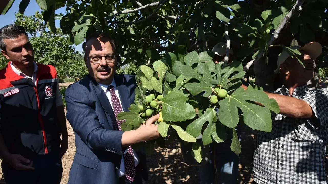Aydın Valisi Yakup Canbolat Buharkent’te incir hasadına katıldı