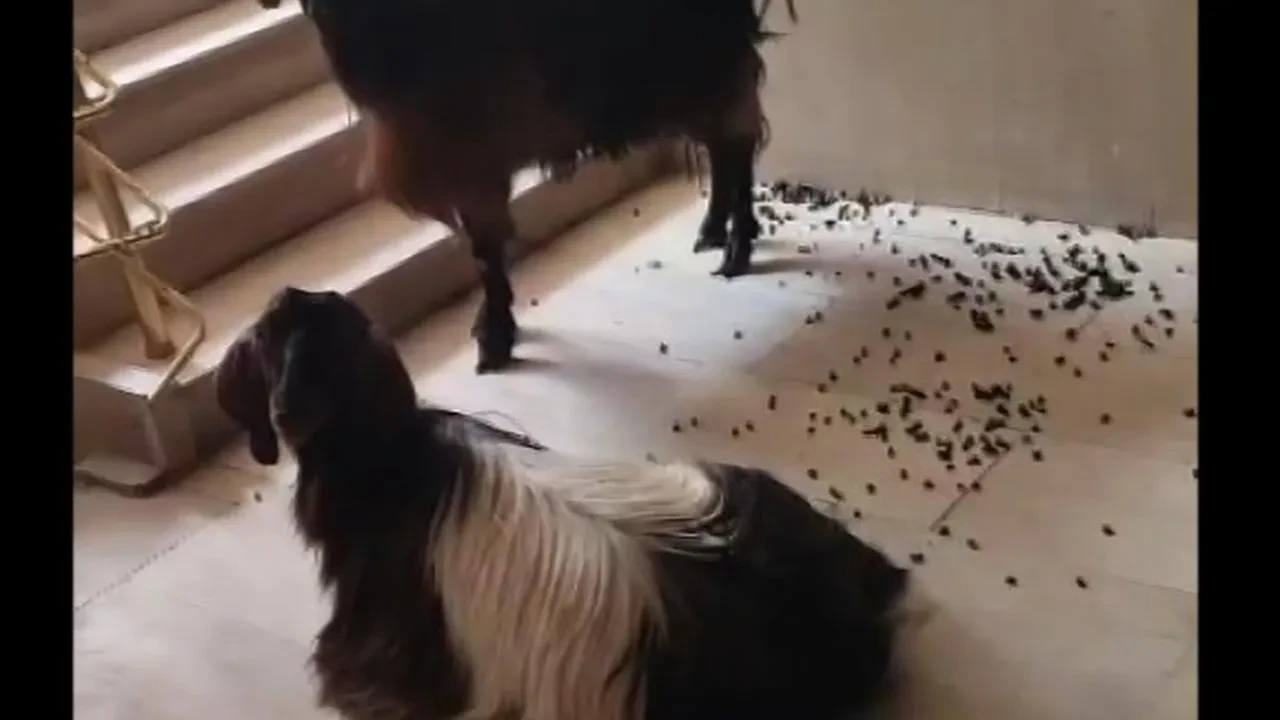 Muş'ta sıcaktan kaçan iki keçi apartmana girip asansörle indirildi