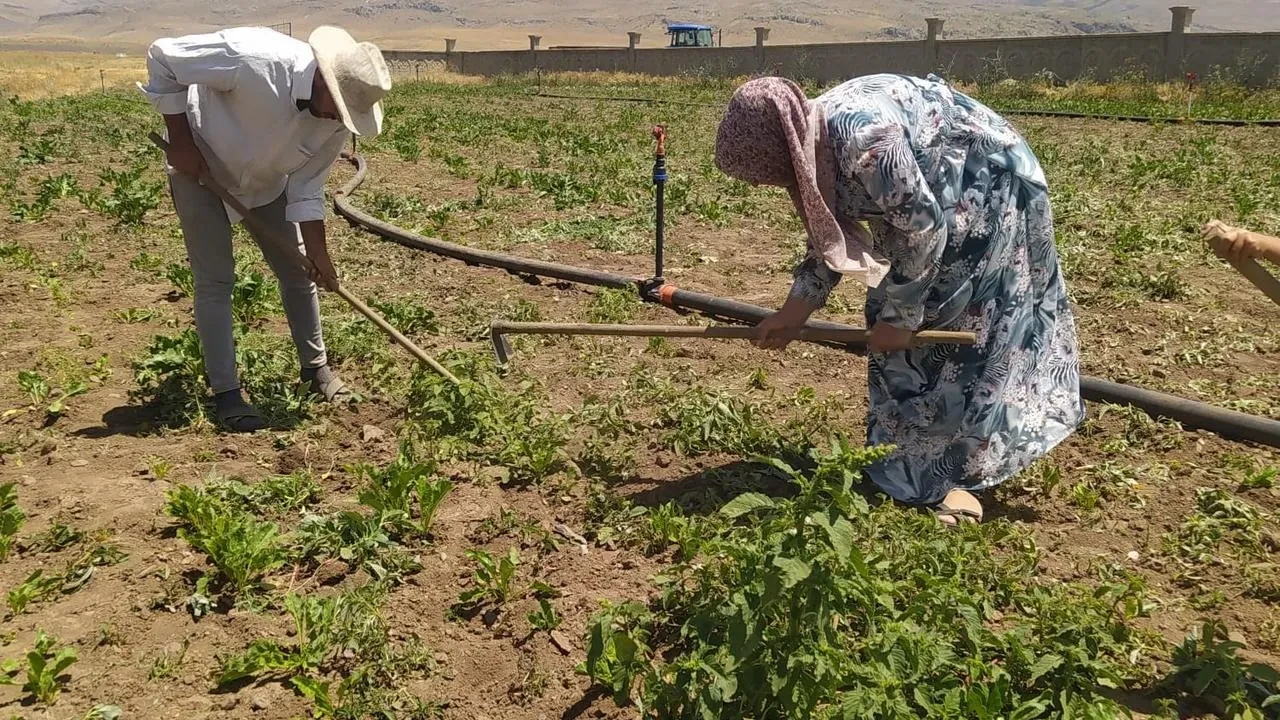 Patnos’ta kadınlar şeker pancarı tarlalarında yoğun mesai yapıyor