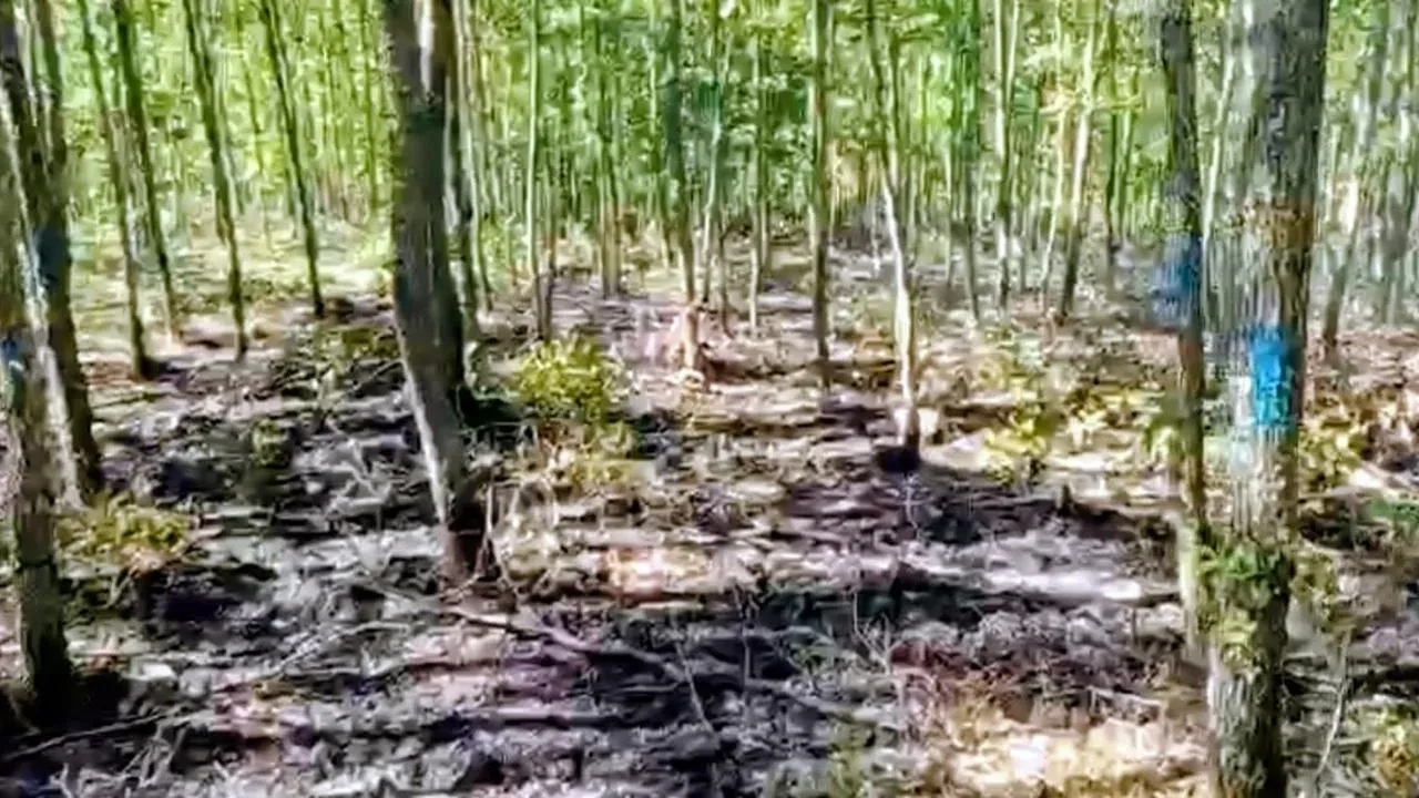 Bilecik'in Pazaryeri ilçesinde çıkan orman yangını ekiplerin müdahalesiyle söndürüldü