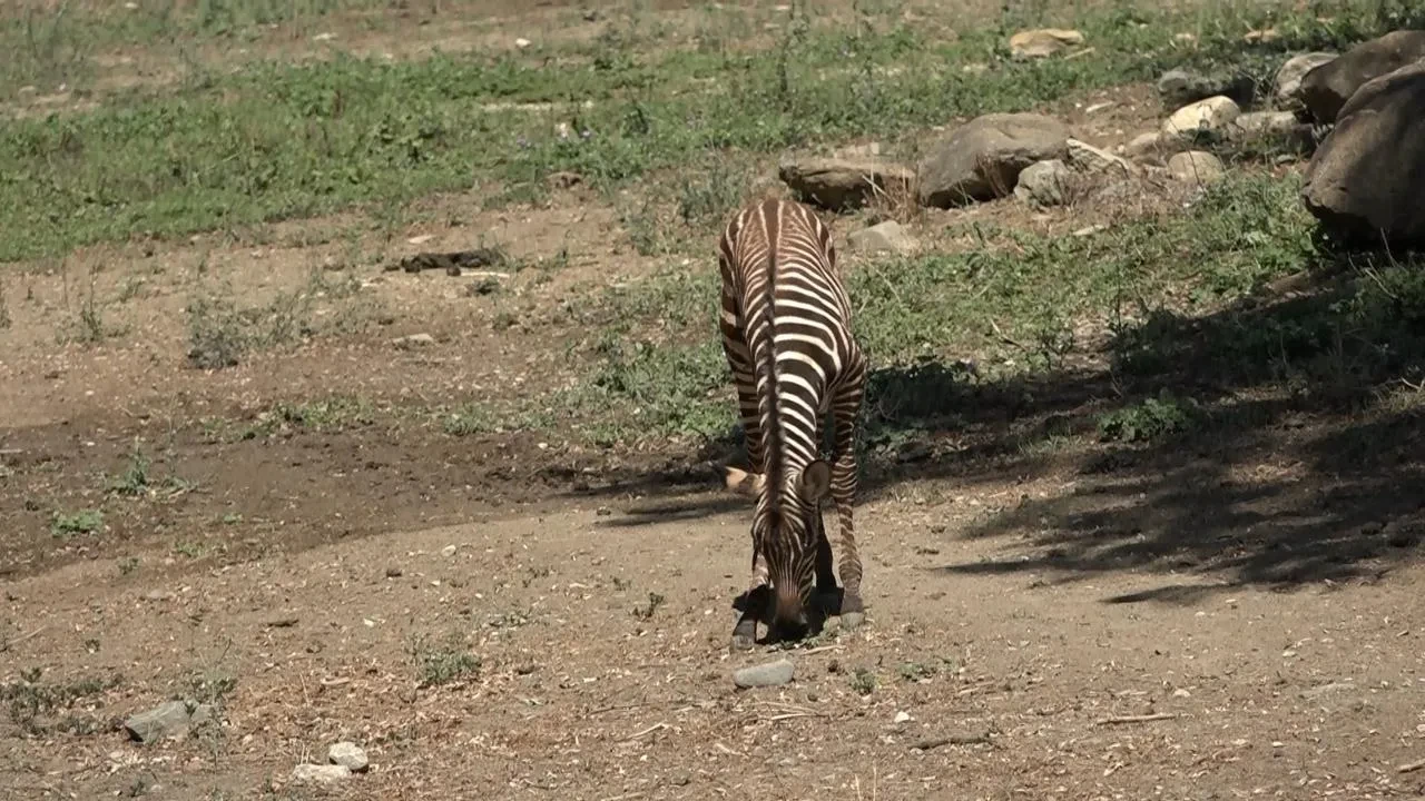 Bursa Hayvanat Bahçesi yeni zebra yavruları ile büyüyor