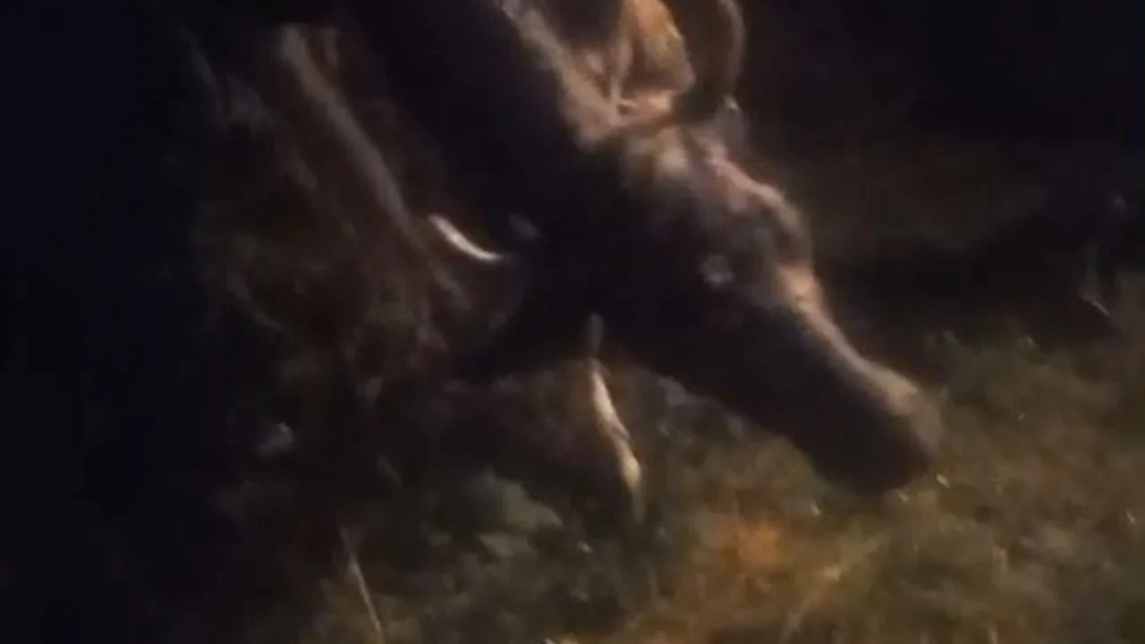 Kars'ta kayalıktan düşen inek Özel İdare ekiplerince kurtarıldı