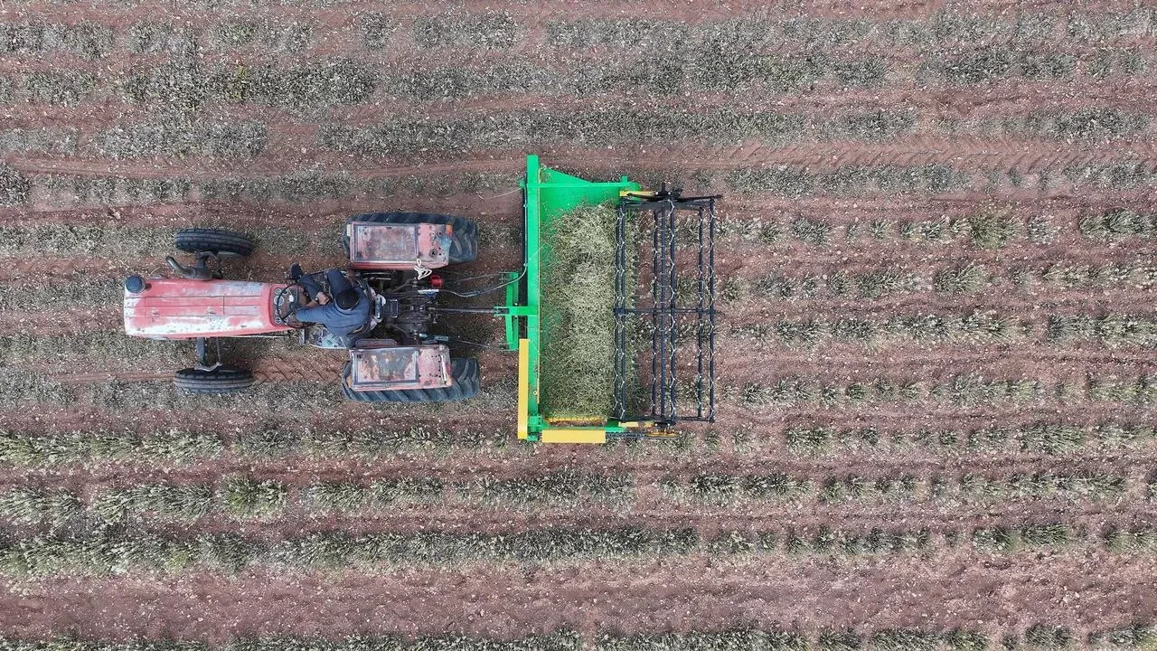 Konya’da Kuraklığa Dayanıklı Kekik Fideleriyle Üretim Artışı Sağlandı