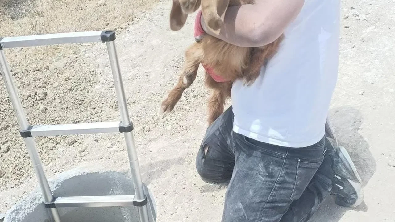 Elazığ Baskil kuyuya düşen hayvanlar kurtarıldı