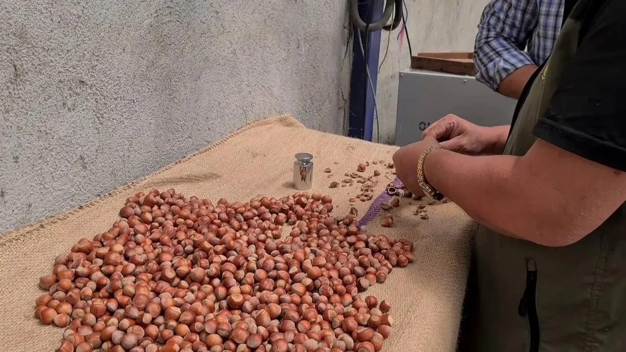 Alaplı'da fındık hasat tarihleri Zonguldak'ta açıklandı