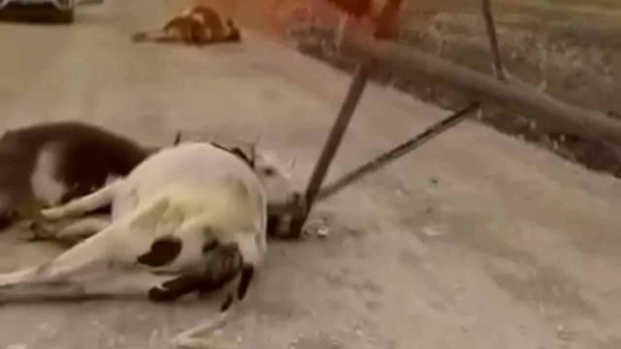 Diyarbakır'da Fırtına Elektrik Direğini Devirdi Altı İnek Telef Oldu