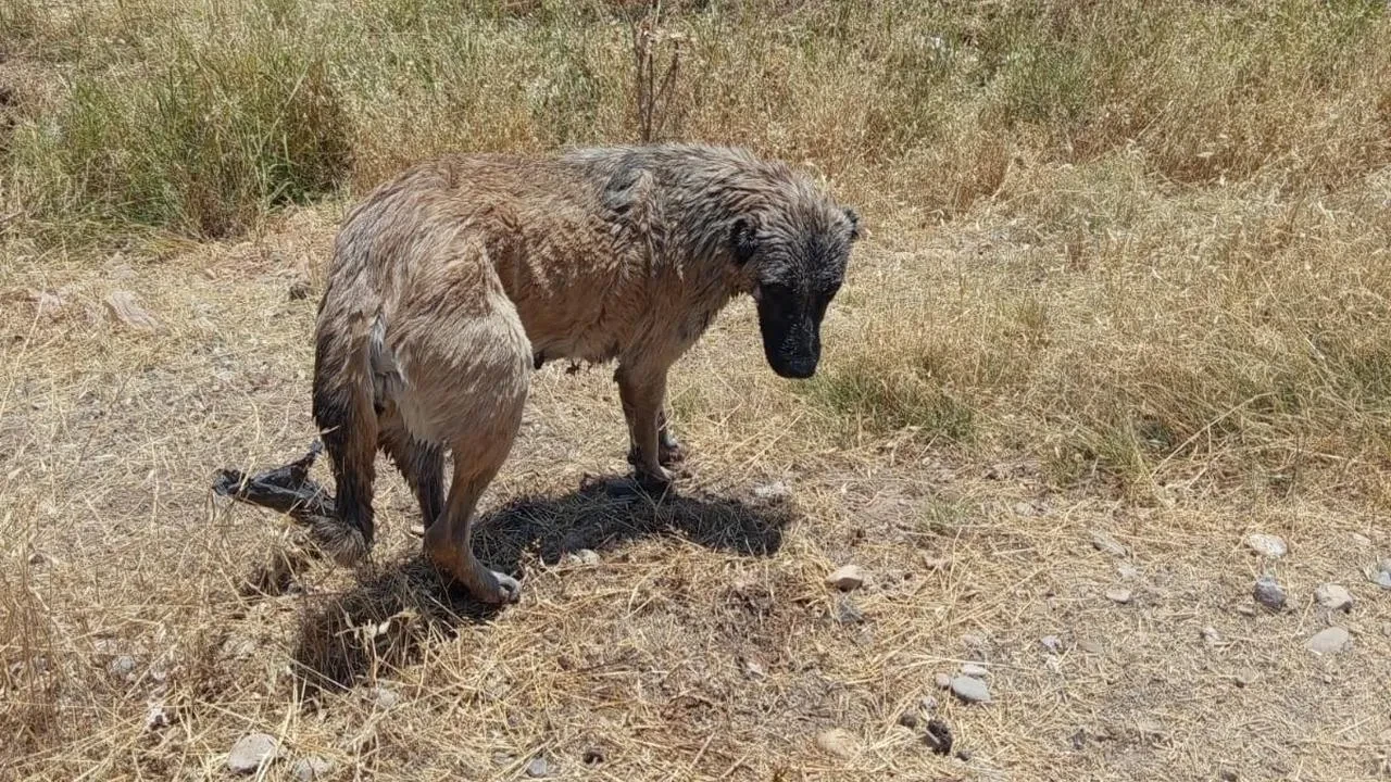 Diyarbakır’da İtfaiye Ekipleri GAP Kanalındaki Köpeği Kurtardı