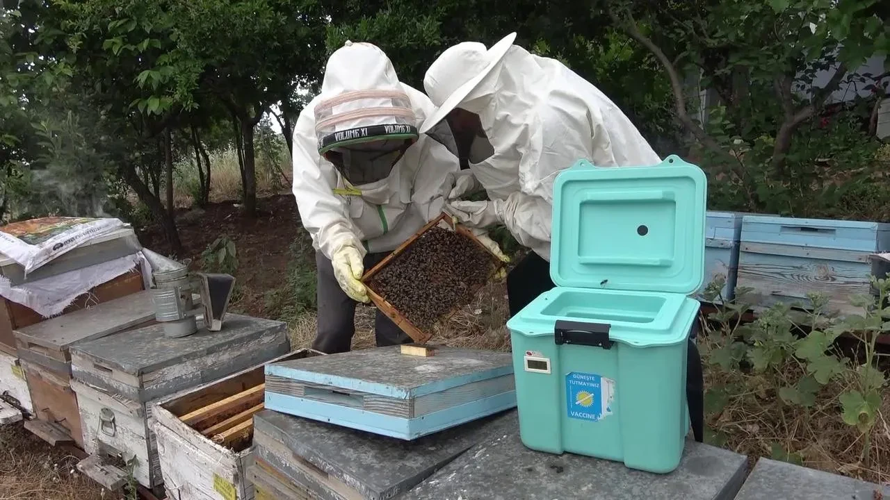 Arı sütü ile kısırlık tedavisinde büyük keşif