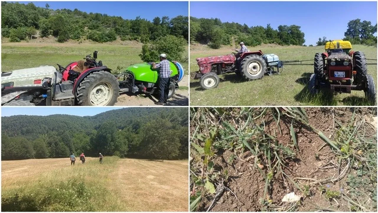 Bursa'da çekirge popülasyonuna karşı ilaçlı mücadele başlatıldı