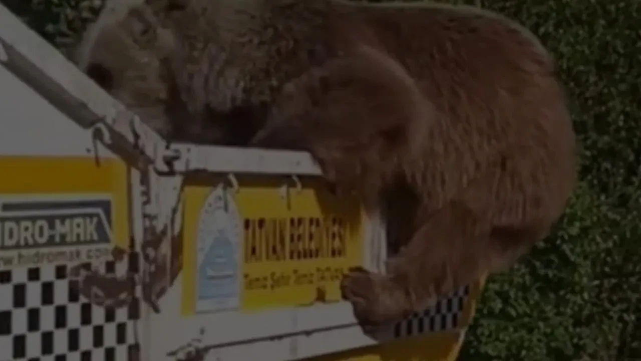 Aç ayı Nemrut Krater Gölünde çöp kamyonuna tırmandı