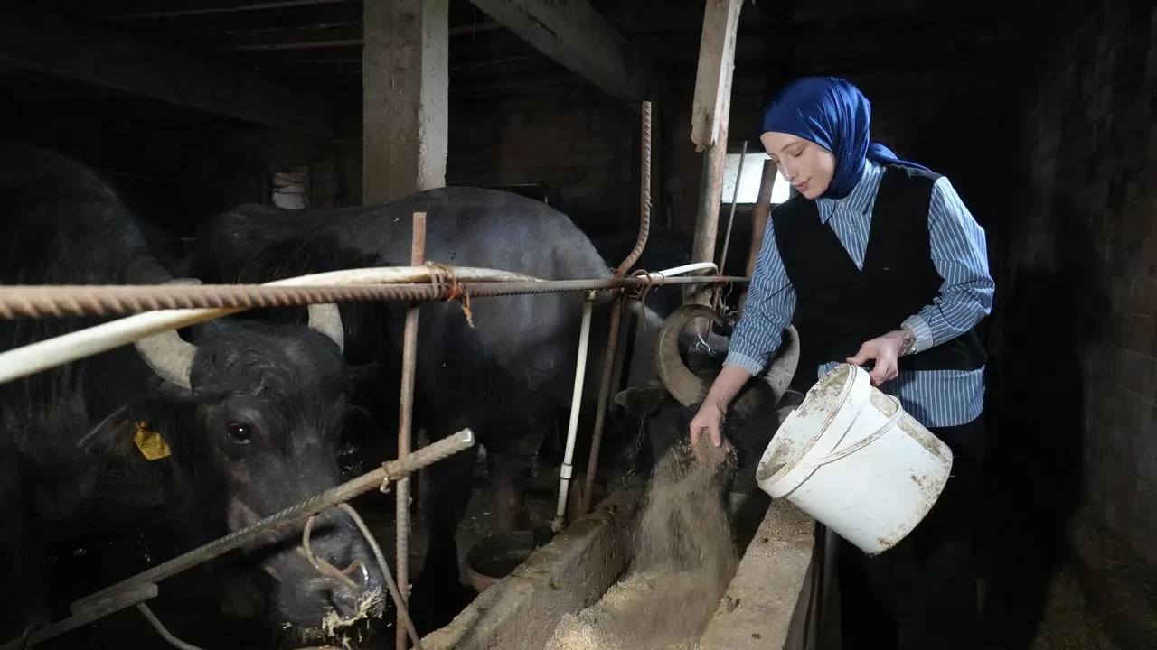 Mayıs ayında ticari süt işletmeleri 999 bin 348 ton inek sütü topladı