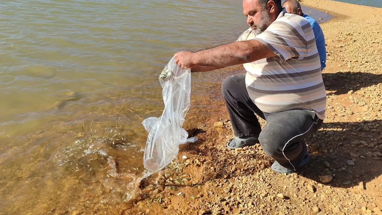 Konya Hüyük göletlerine 3 milyon sazan balığı bırakıldı