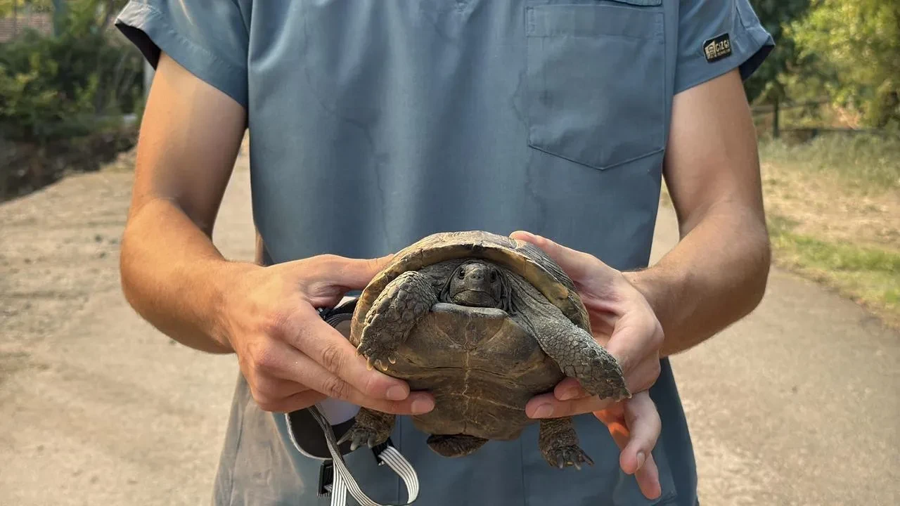 Sakarya'nın Geyve ilçesinde yangından kaçan kaplumbağa veterinerler tarafından kurtarıldı