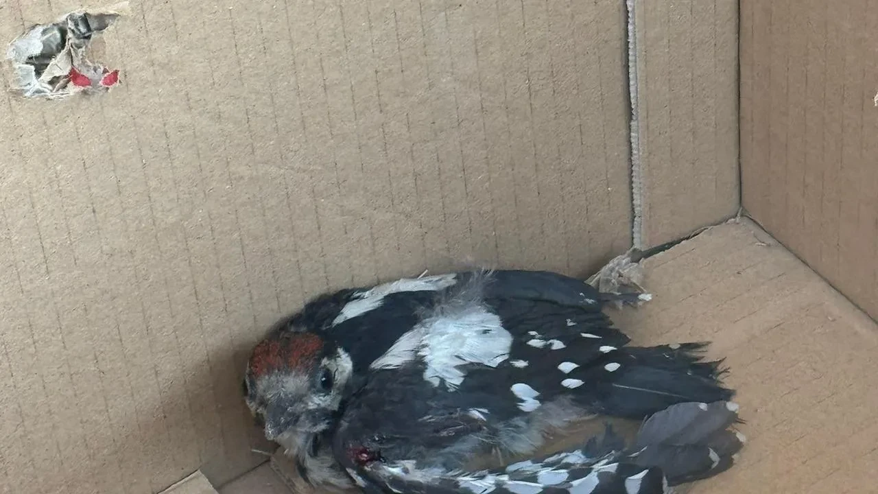 Bursa'da nesli tehlikedeki yaralı ağaçkakan tedavi altına alındı