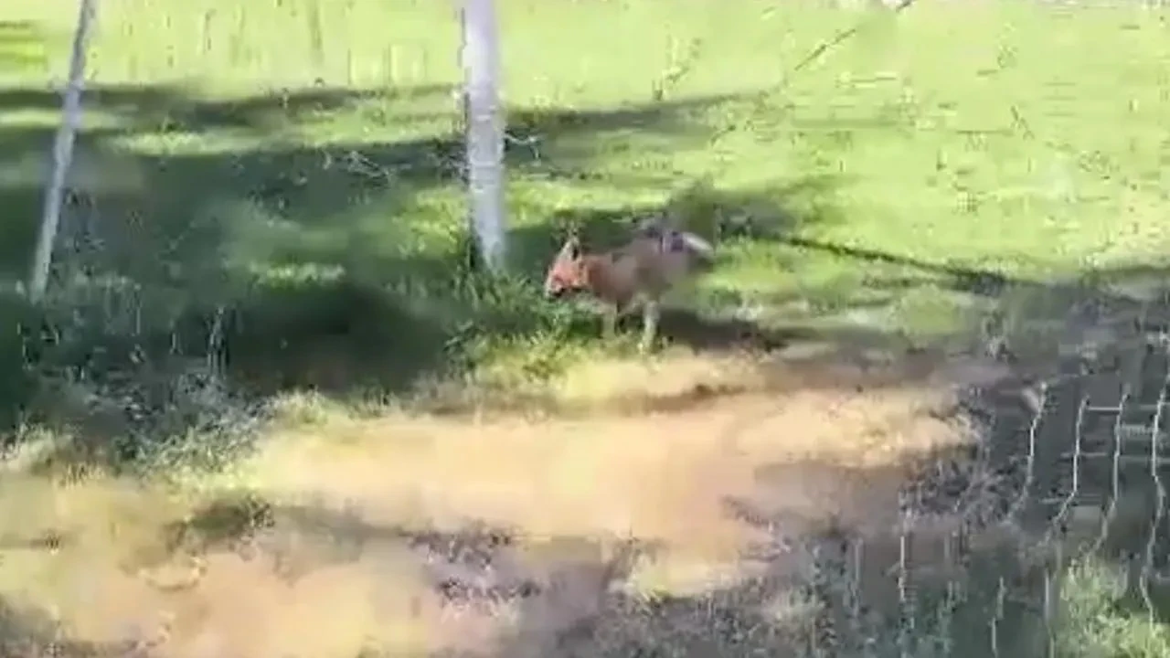 Kastamonu kale filesinde sıkışan tilki özgürlüğüne kavuştu