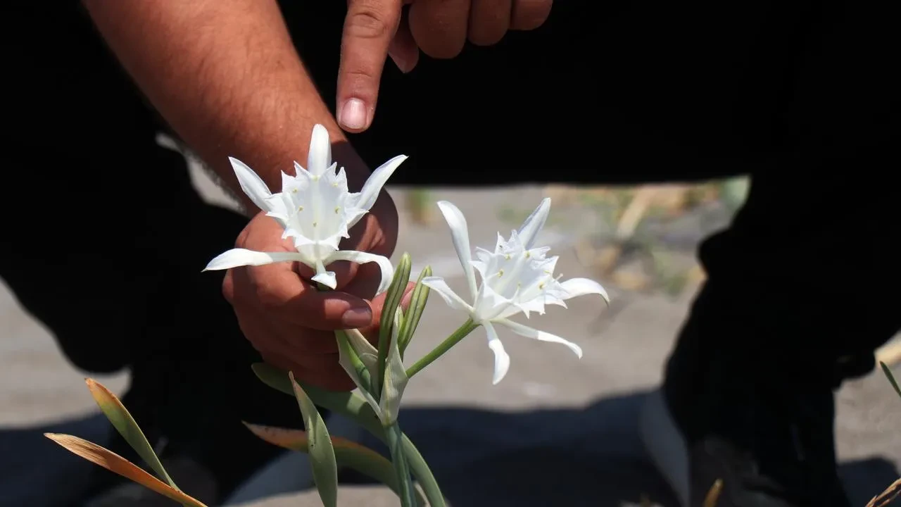 Sakarya'nın Kocaali ilçesinde kum zambaklarını koparmanın cezası 380 bin TL