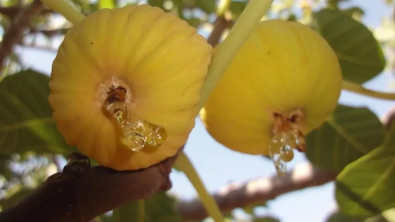 Aydın’da incir hasadı ve ihracatı için tarihler belli oldu