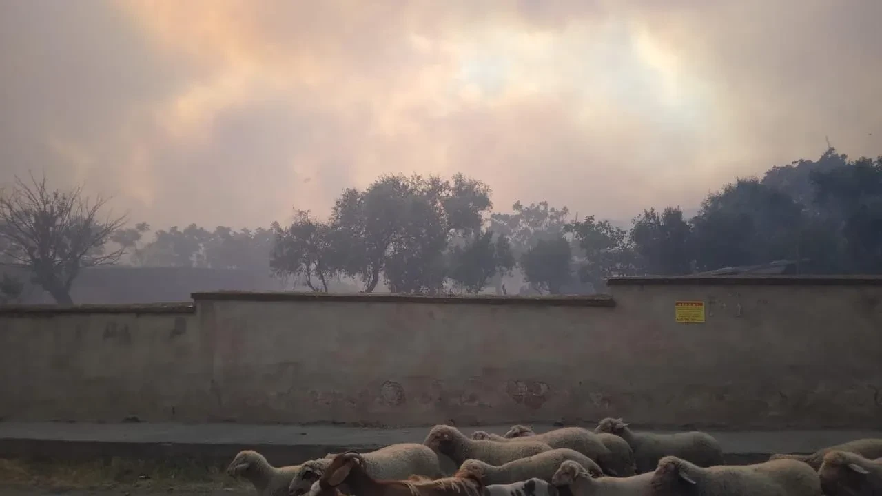 Tekirdağ Şarköy’de orman yangınına havadan ve karadan müdahale