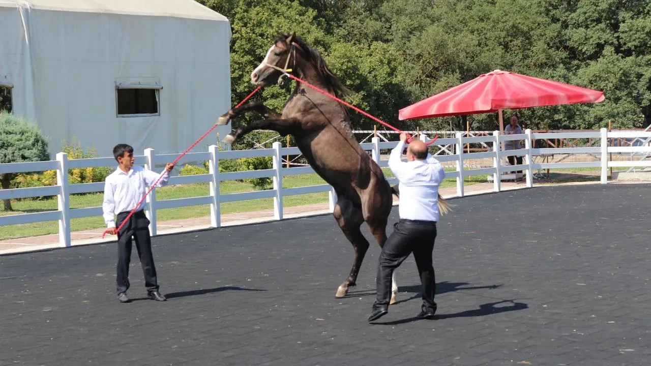 TİGEM Karacabey'de tay satışından 23 milyon lira gelir elde etti