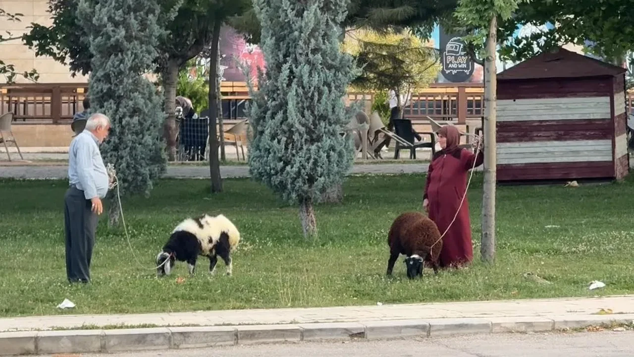 Elazığda yaşlı çift tasmalı koyunlarını gezdirmeye çıktı